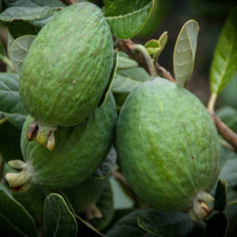 Fejoe/Guave (4kg - 30.40 €)